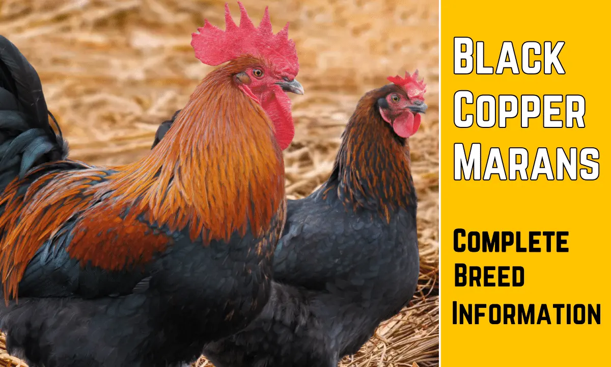 Black Copper Marans hen and rooster with some text on a yellow background