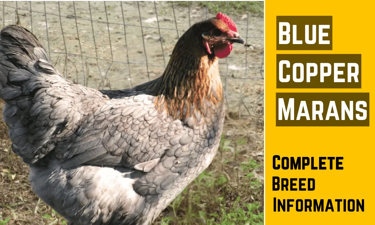 Blue Copper marans with some text on a yellow background