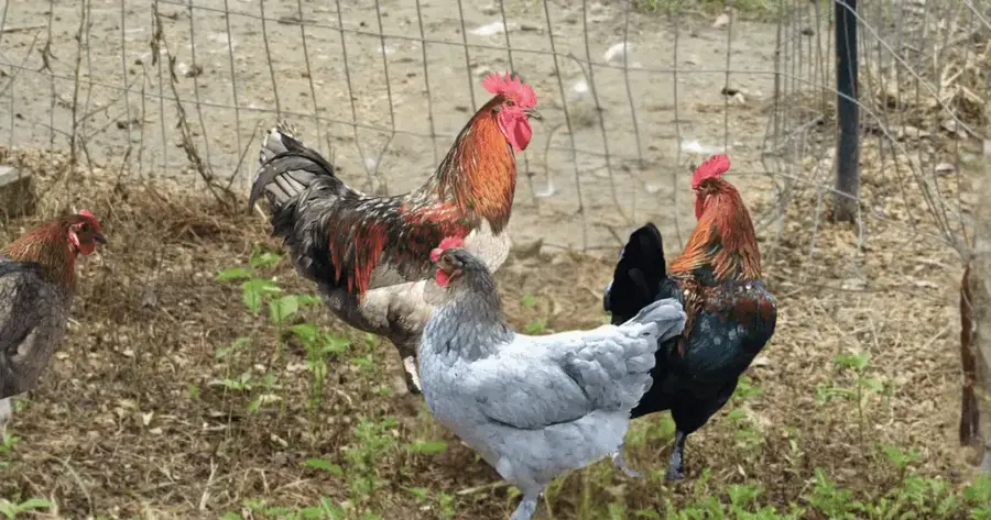 A Group of Blue Copper Marans