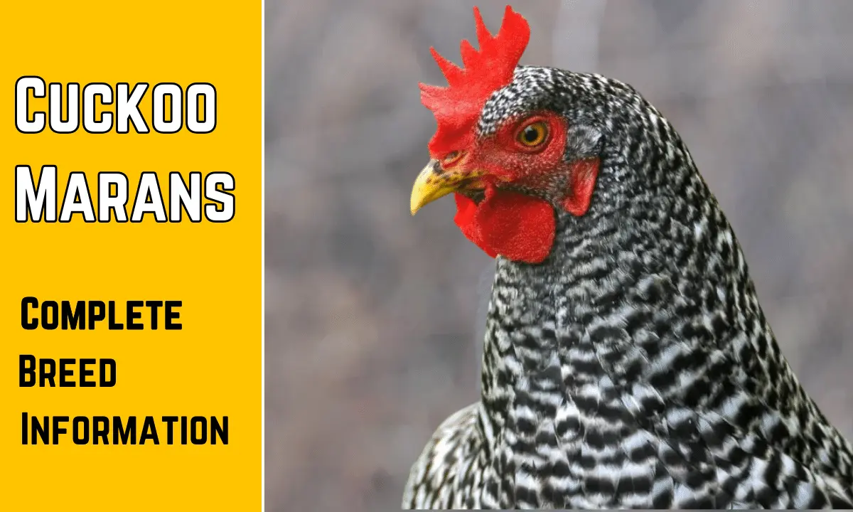 A cuckoo marans with some text on the image