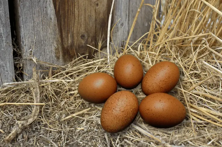4 Golden Cuckoo Marans eggs