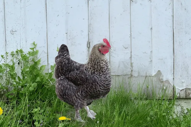 Golden Cuckoo Marans hen standing in a free space