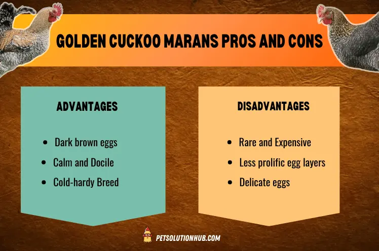 A table showing Pros and Cons of Golden Cuckoo Marans