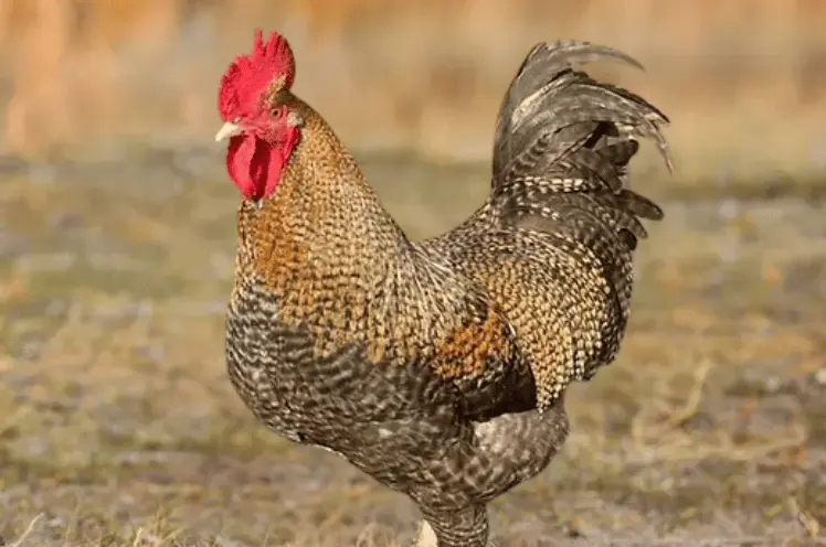 A golden cuckoo marans rooster in a field
