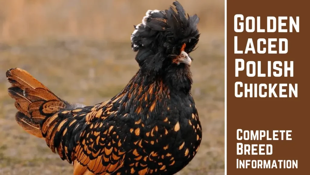 Golden Laced Polish Chicken Breed