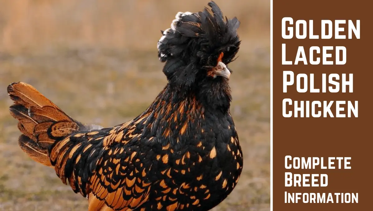 Golden Laced Polish Chicken – Breed Information & Care Guide