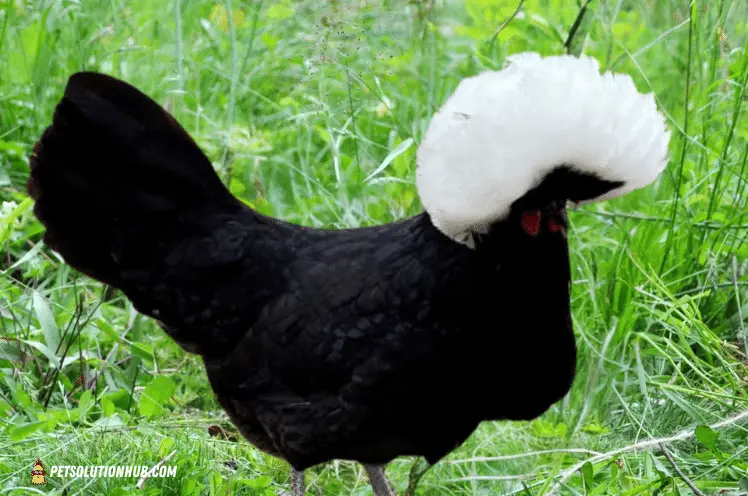 A Polish Chicken hen in a field