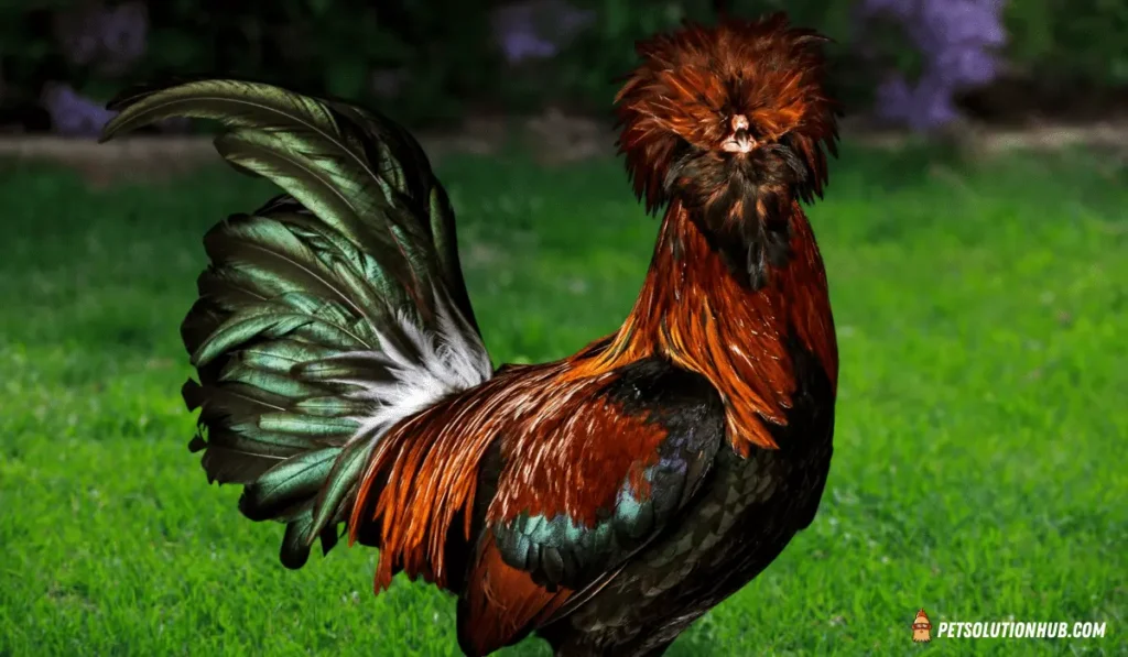 A Polish Chicken Breed in a grassy ground
