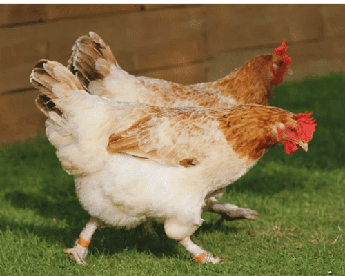Two Wheaten Marans chickens Hens