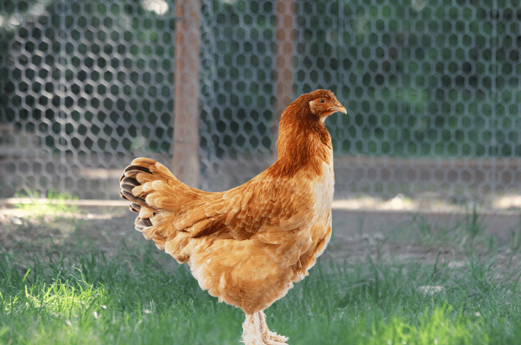 Wheaten Marans chickens Hen in a backyard