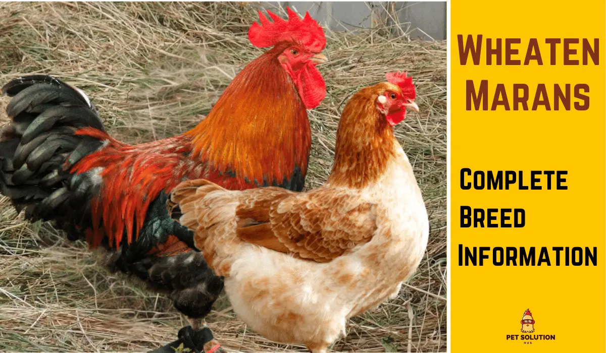 Wheaten Marans Chickens – Complete Breed Information