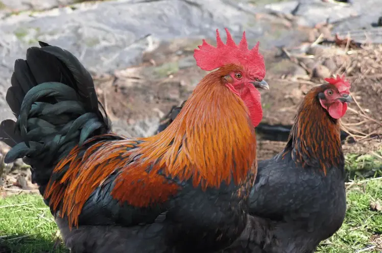 Marans Chicken Breed – History Varieties & Characteristics