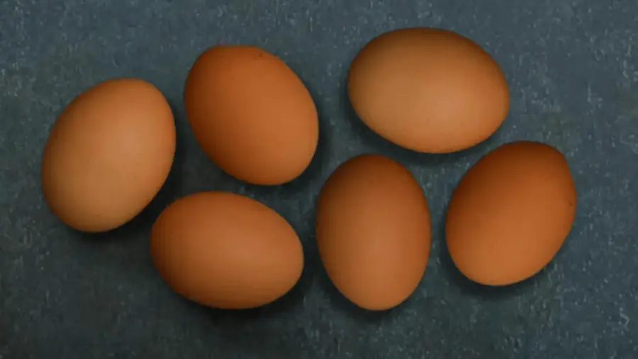 Blue Copper Marans eggs