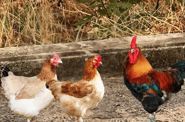 blue copper marans chicken breed hens and rooster