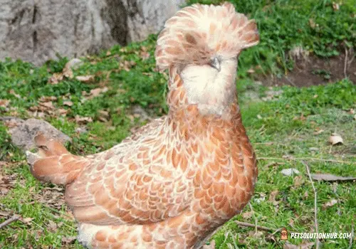 Buff Laced Polish Chicken – Breed Information & Care Guide