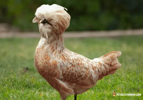 Buff Laced Polish Chicken – Breed Information & Care Guide