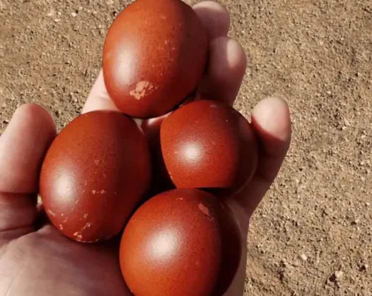 Marans Chicken Breed Eggs