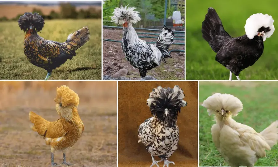 Polish Chicken Breed