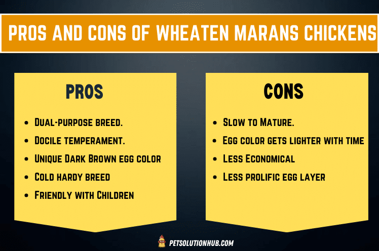 Pros and Cons of wheaten marans chickens