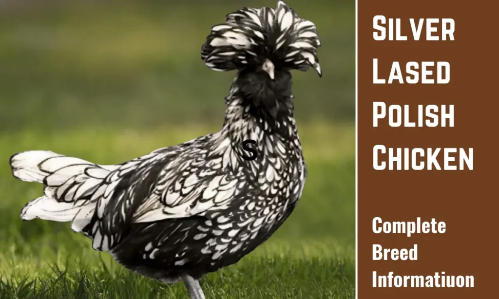 Silver Laced Polish Chicken