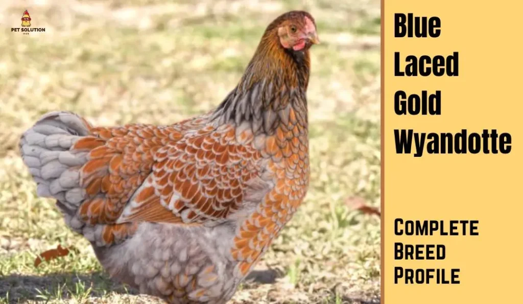 Blue Laced Gold Wyandotte