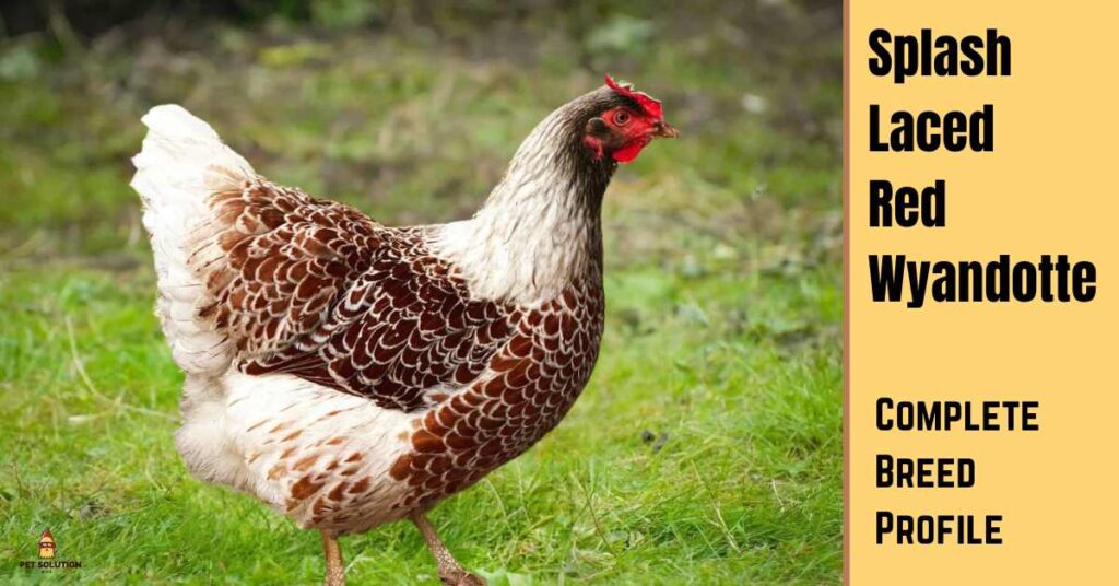 Splash laced red wyandotte chicken