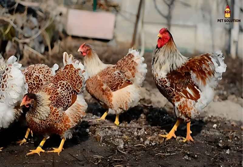 Splash laced red Wyandottes hens and rooster