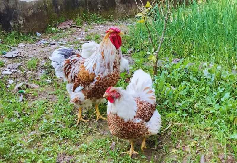 Splash laced red wyandotte chickens pair in open field