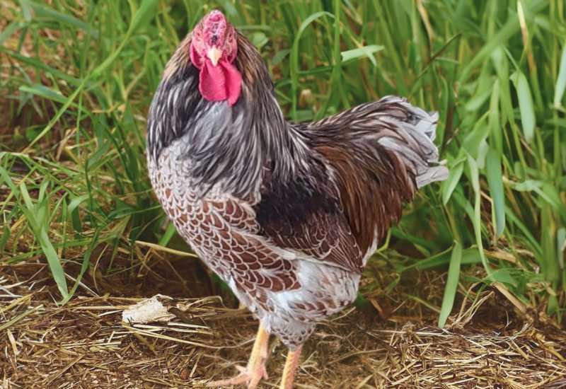 Splash Laced Red Wyandotte Rooster