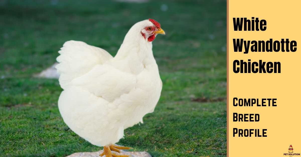 White Wyandotte Chicken